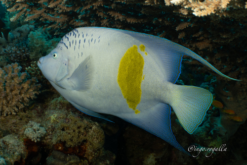 Halfmoon Angelfish — seen at this dive site