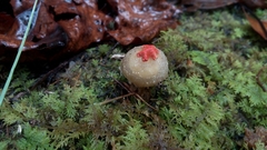 Calostoma