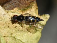 Platycheirus scutatus