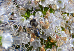 Megachile canariensis