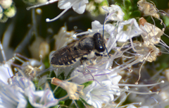 Megachile canariensis