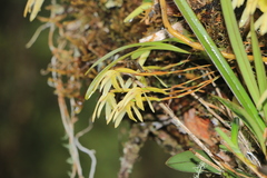 Maxillaria acuminata