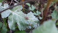 Phalangium opilio