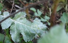 Phalangium opilio