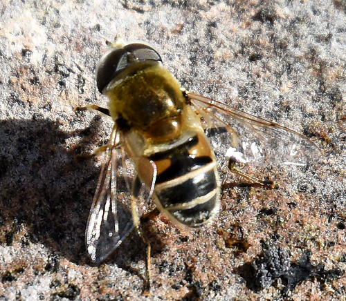 Yellow-shouldered Drone Fly