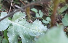 Phalangium opilio