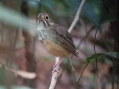 Hylopezus macularius