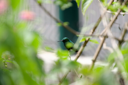 Blue-tailed Emerald (Chlorostilbon mellisugus), photo 10