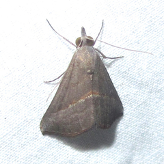 Hypena degesalis