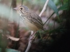 Hylopezus macularius