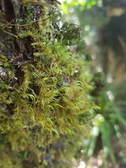 Dicranoloma menziesii