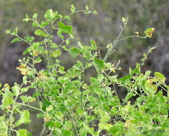 Cryptocarpus pyriformis