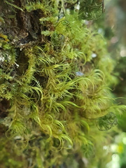 Dicranoloma menziesii