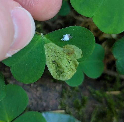 Pegomya seitenstettensis