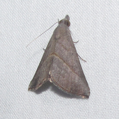 Hypena degesalis