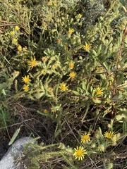 Cullumia reticulata