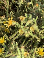 Cullumia reticulata