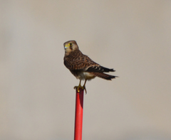 Falco tinnunculus canariensis