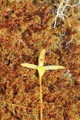 Maxillaria acuminata