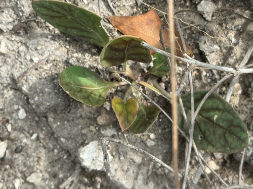 oblique-leaf trumpets (Acleisanthes anisophylla)