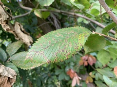 Ulmus