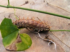 Battus polydamas polydamas