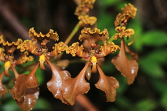 Cyrtochilum trifurcatum