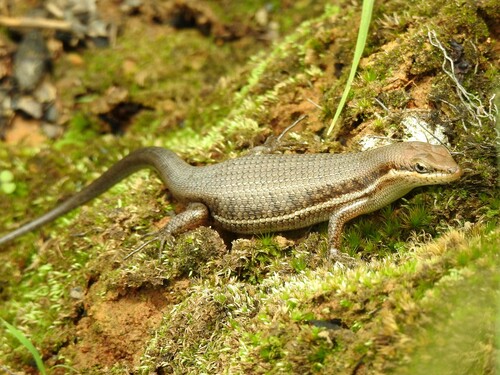Variable Skink