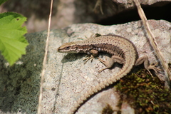 Horvath's Rock Lizard photo 2
