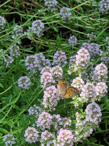 Small Copper