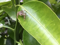 Paraphidippus aurantius