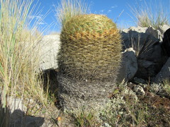 Oroya peruviana