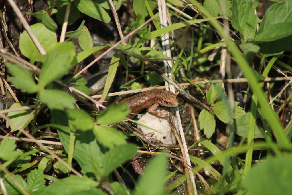 viviparous lizards