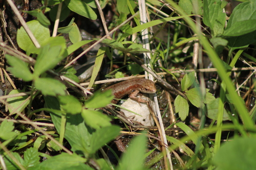 viviparous lizards