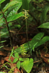 Cranichis ciliata