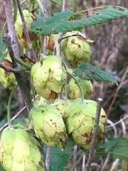 Humulus