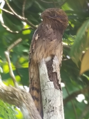Nyctibius aethereus