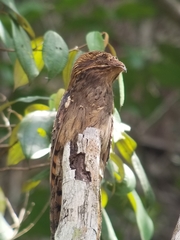 Nyctibius aethereus