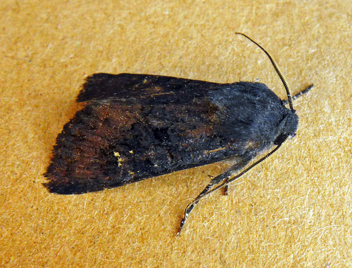 Black Rustic, England, GB, photo 10 of 10