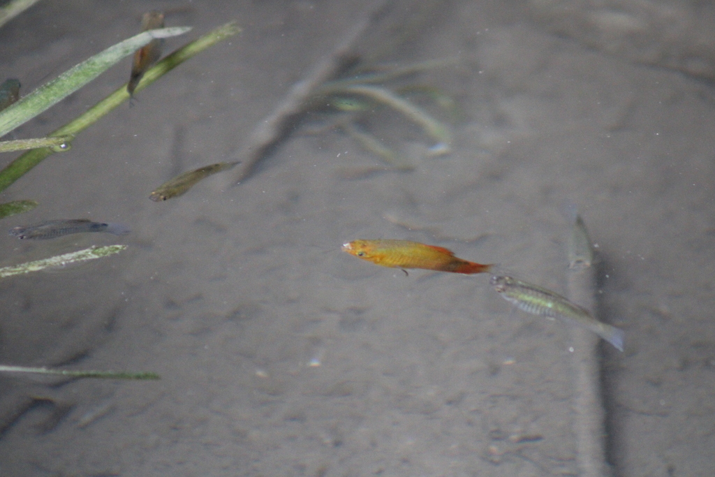 Platy (Xiphophorus maculatus)