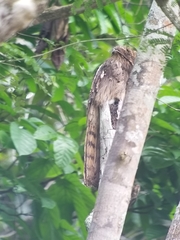 Nyctibius aethereus
