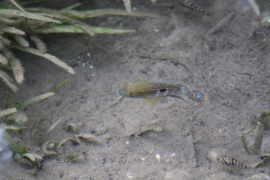 Green Terror (Andinoacara rivulatus)