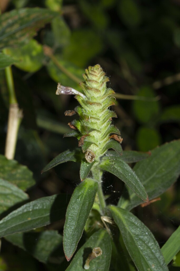 Strobilanthes brunelloides (Strobilanthes brunelloides)
