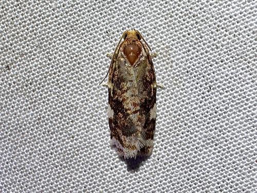Fruit-tree Leafroller Moth photo 6