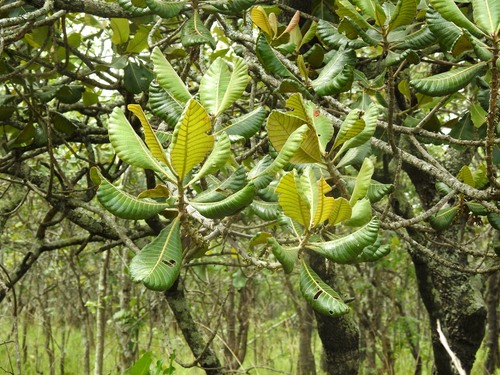 muzhanje