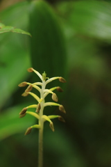 Cranichis ciliata