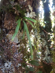 Notogrammitis angustifolia nothofageti