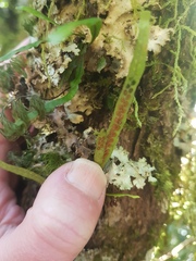 Notogrammitis angustifolia nothofageti