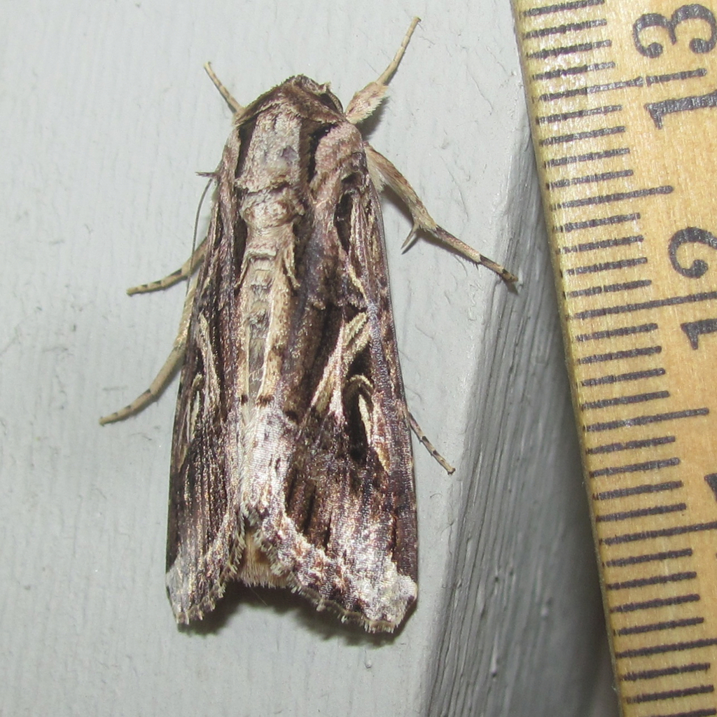 Sweet Potato Armyworm Moth