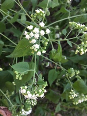 Ageratina altissima